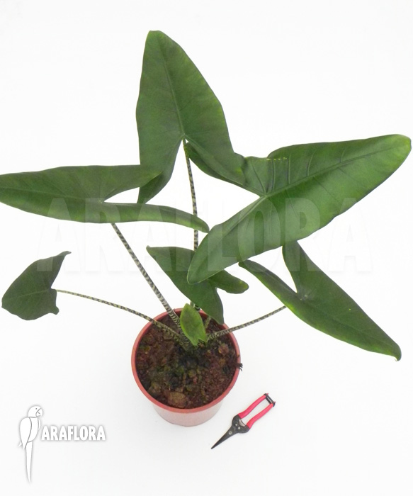 Alocasia zebrina XL