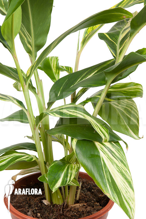 Alpinia zerumbet ‚variegata‘