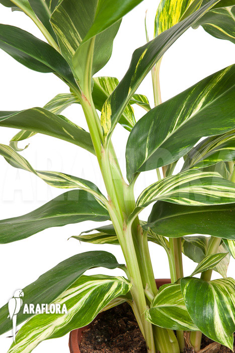 Alpinia zerumbet ‚variegata‘