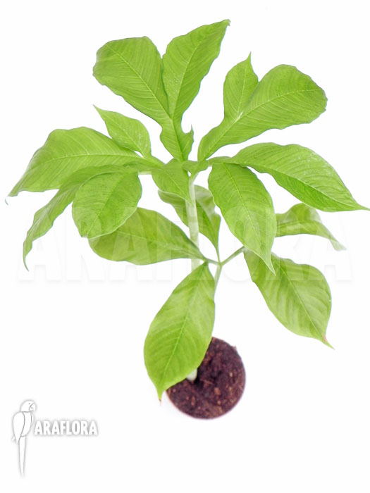 Amorphophallus paeoniifolius