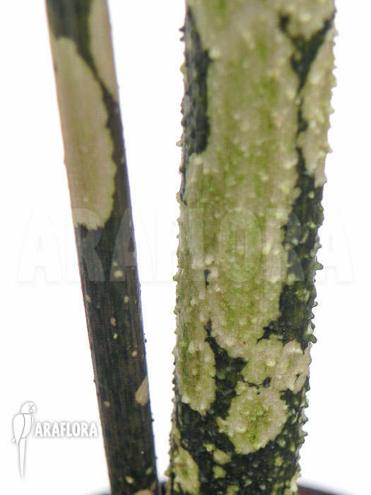 Amorphophallus paeoniifolius