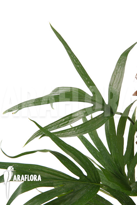 Amydrium zippelianum