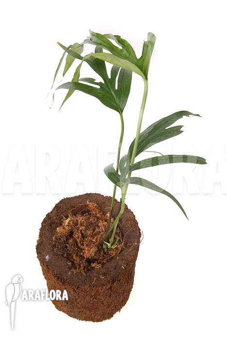 Amydrium zippelianum