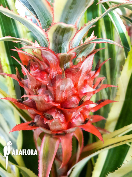 Ananas nanus variegated Red