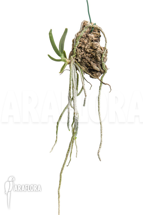 Angraecum didieri