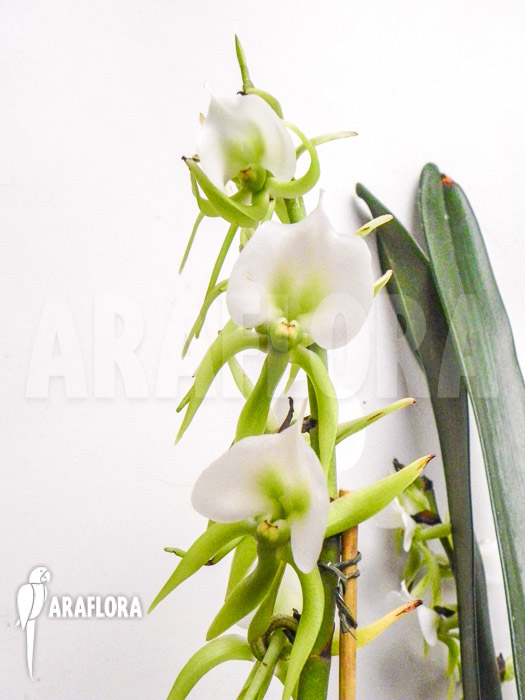 Angraecum eburneum