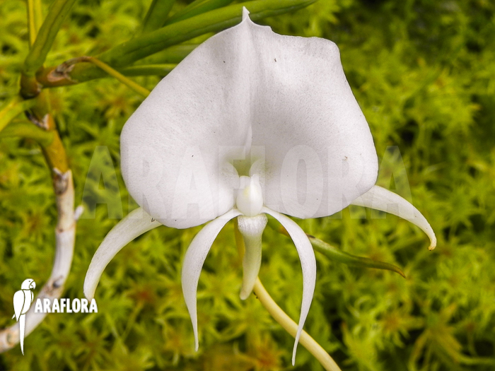 Angraecum scottianum