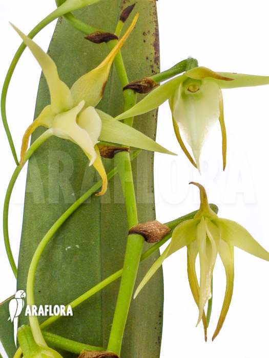Angraecum veitchii