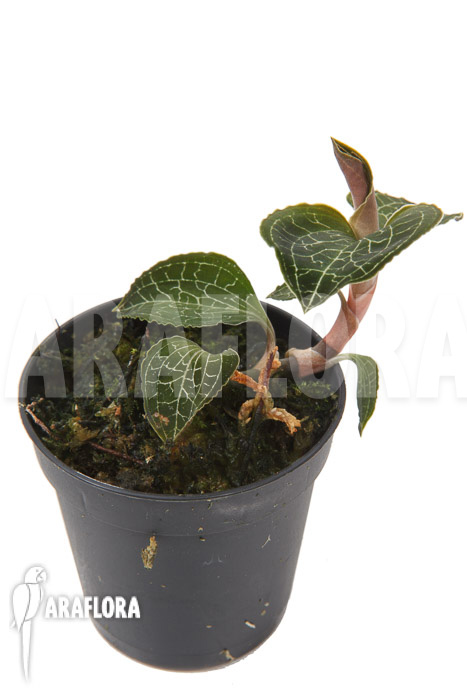 Anoectochilus formosanus ‚S‘