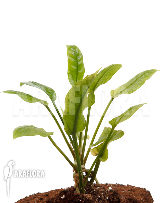 Anthurium Jungle Bush Dwarf ‚S‘