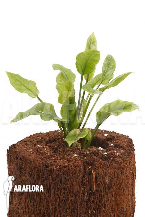 Anthurium Jungle Bush Dwarf ‚S‘