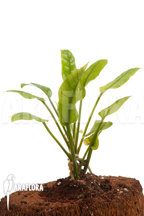 Anthurium Jungle Bush Dwarf ‚S‘