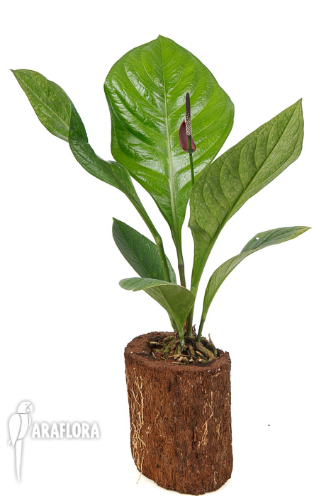 Anthurium ‚Lovely Green‘