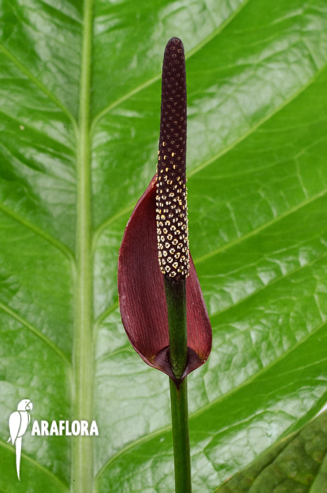 Anthurium ‚Lovely Green‘