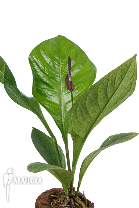 Anthurium ‚Lovely Green‘