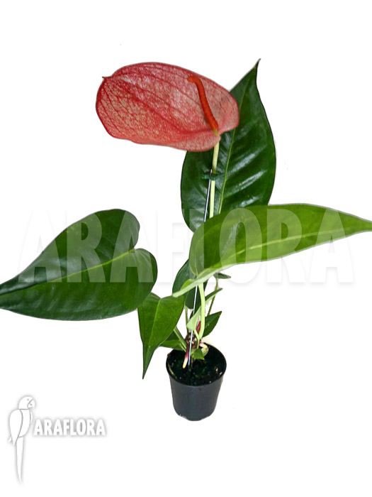 Anthurium ‚Red 174‘