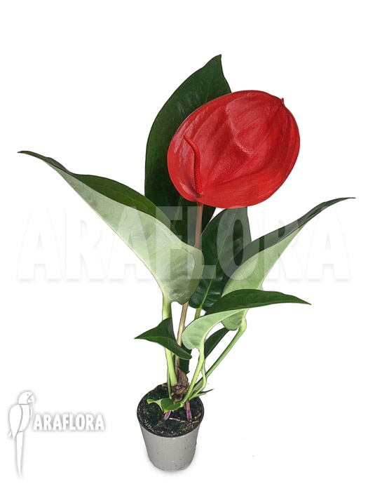 Anthurium ‚Red 175‘