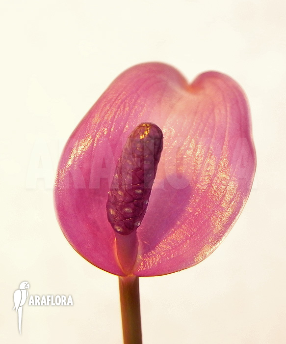 Anthurium amnicola ‚Flower‘