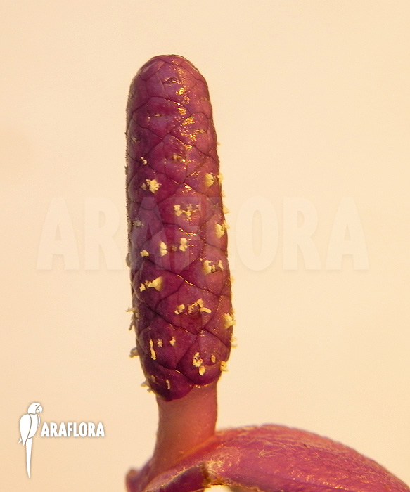 Anthurium amnicola ‚Flower‘