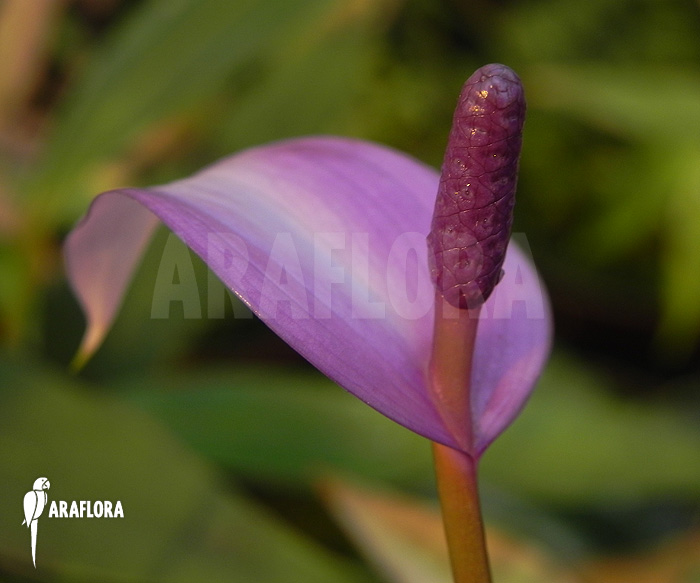 Anthurium amnicola ‚Flower‘