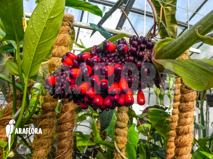 Anthurium clidemioides