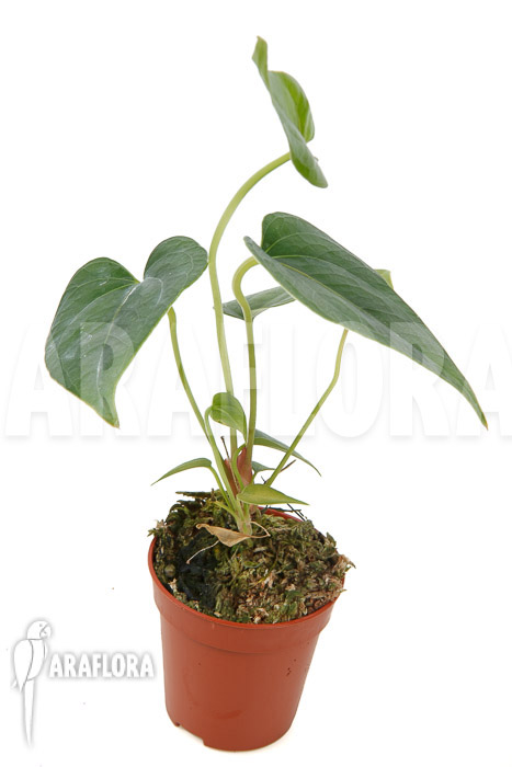 Anthurium decipiens ’starter‘