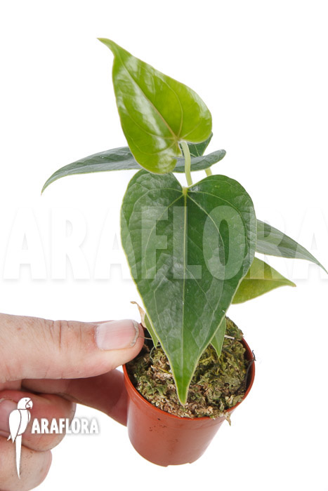 Anthurium decipiens ’starter‘