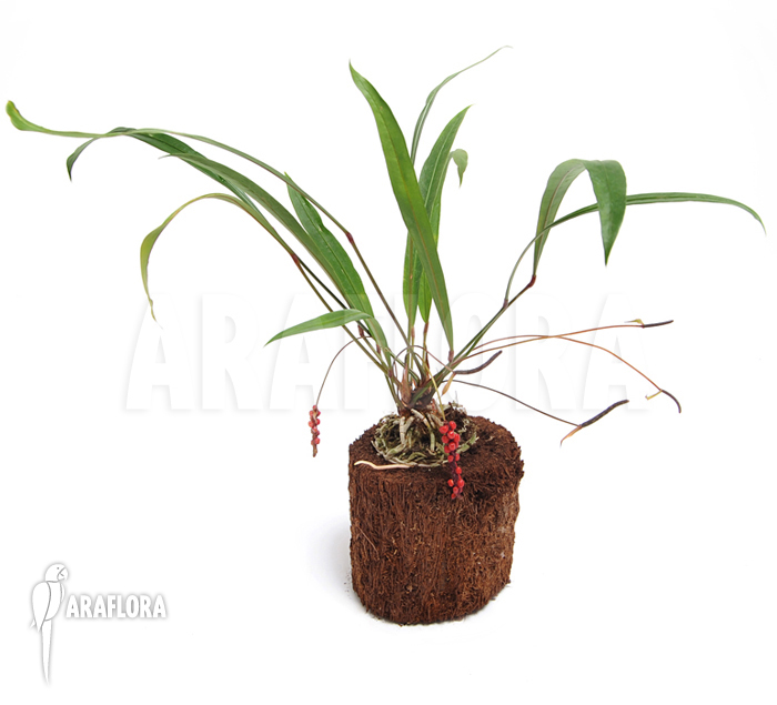 Anthurium gracile