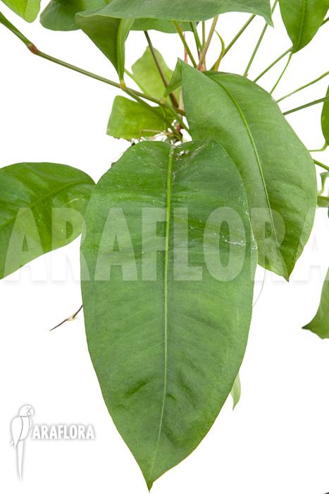 Anthurium gracile ‚Wide Leaf‘