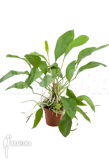 Anthurium gracile ‚Wide Leaf‘