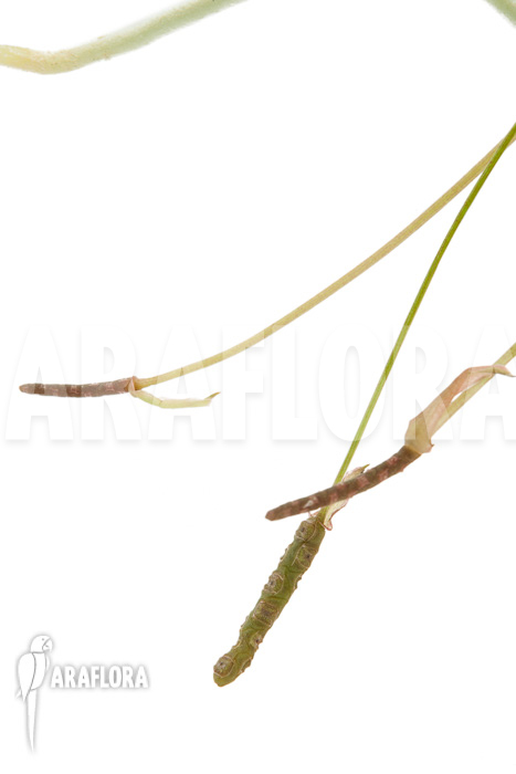 Anthurium gracile ‚Wide Leaf‘