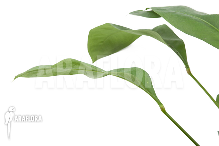 Anthurium gracile ‚Wide Leaf‘