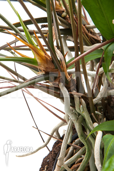 Anthurium gracile ‚XL‘