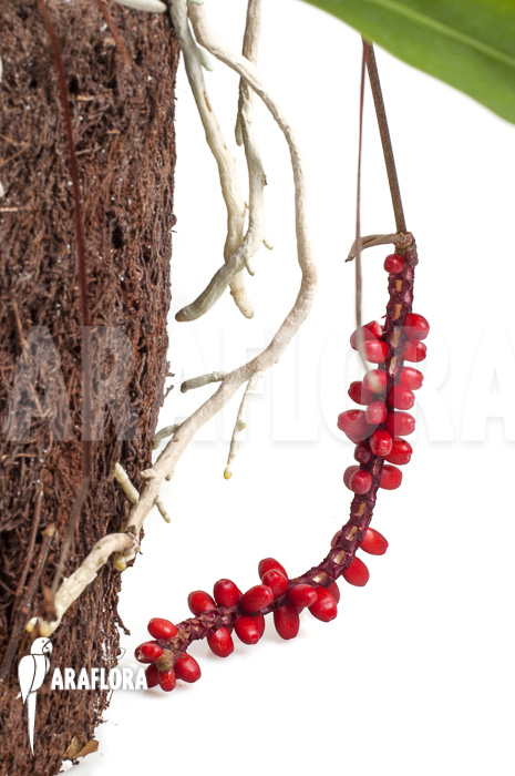 Anthurium gracile ‚XL‘