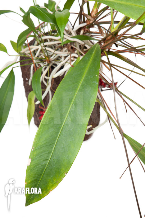 Anthurium gracile ‚XL‘