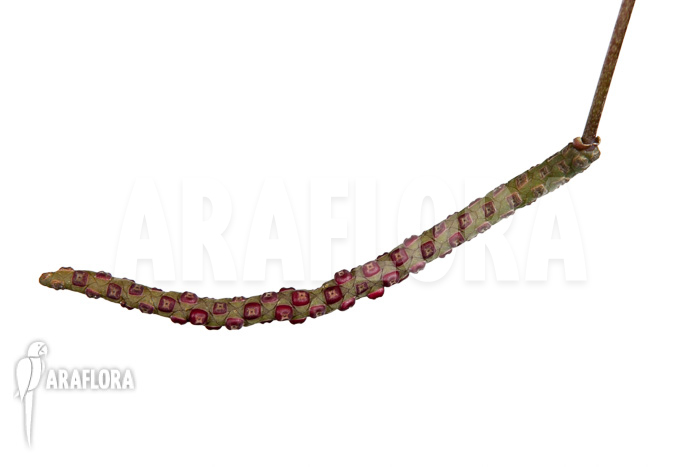 Anthurium gracile ‚XL‘