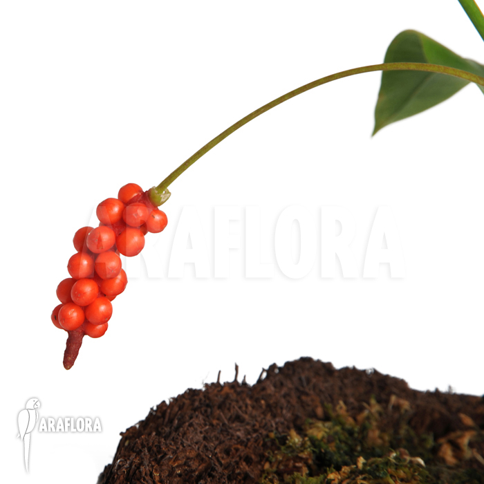 Anthurium gracile ‚Surinam‘