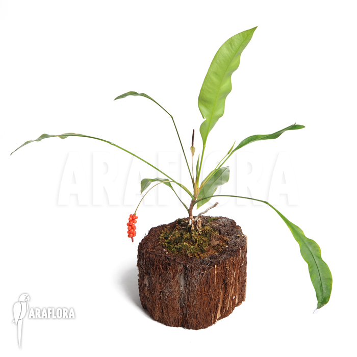 Anthurium gracile ‚Surinam‘