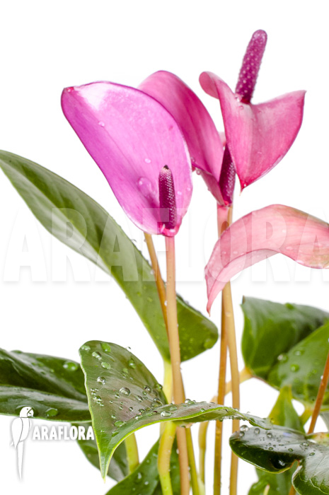 Anthurium mini Purple