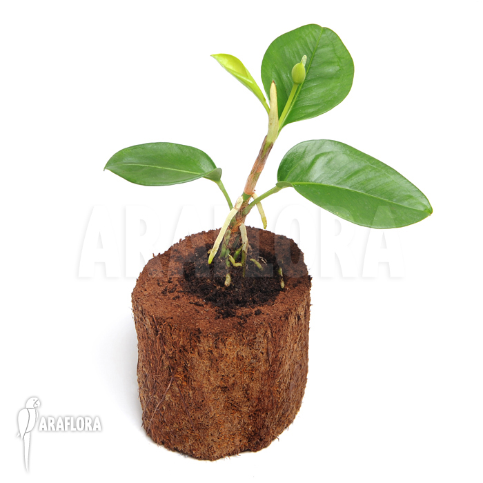 Anthurium obtusum ‚S‘