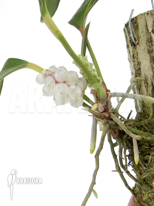 Anthurium obtusum ‚Flower‘
