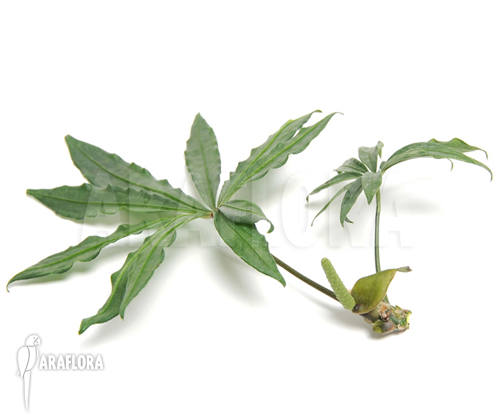 Anthurium polyschistum Leafs