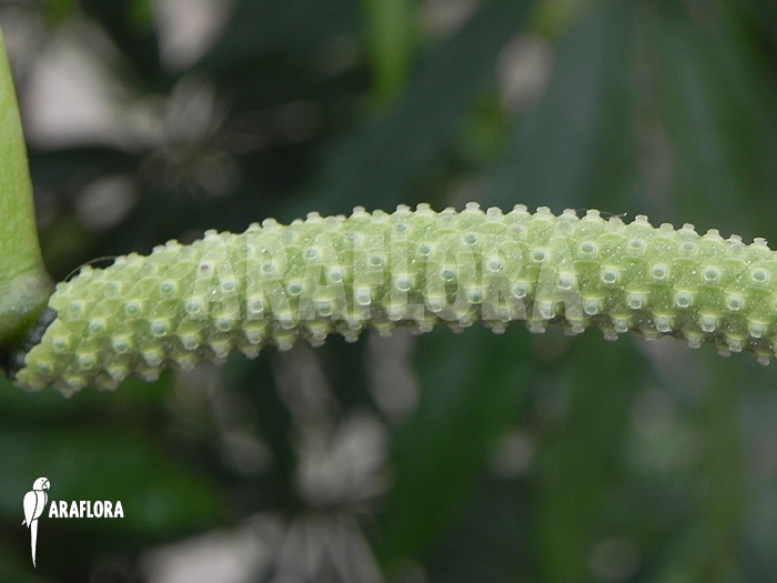Flower Anthurium polyschistum
