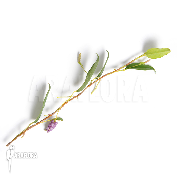 Anthurium scandens var pumila