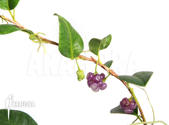 Anthurium scandens var. pumila ‚XL‘