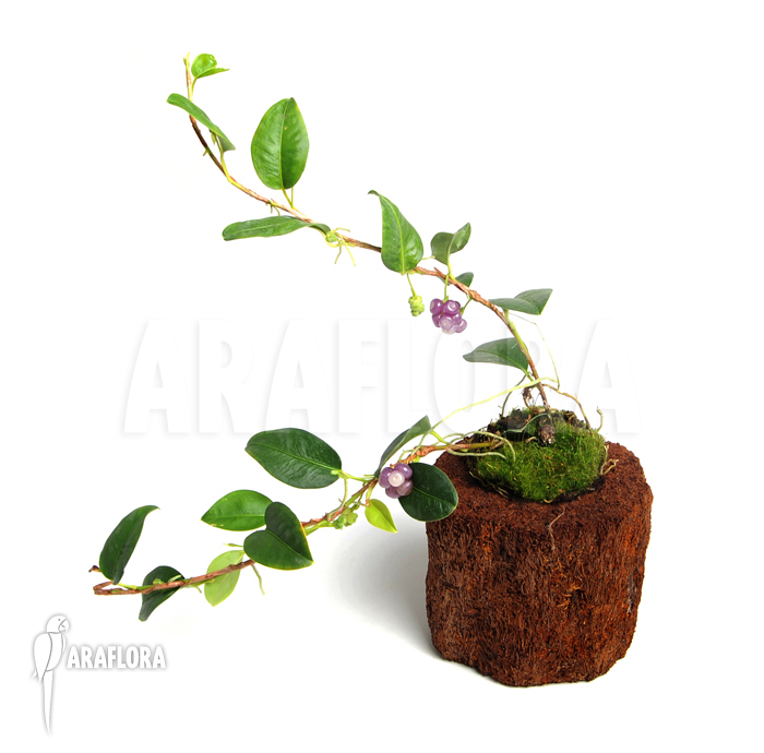 Anthurium scandens var. pumila ‚XL‘