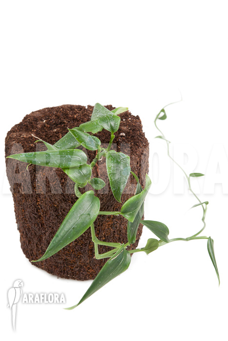 Anthurium species Mini