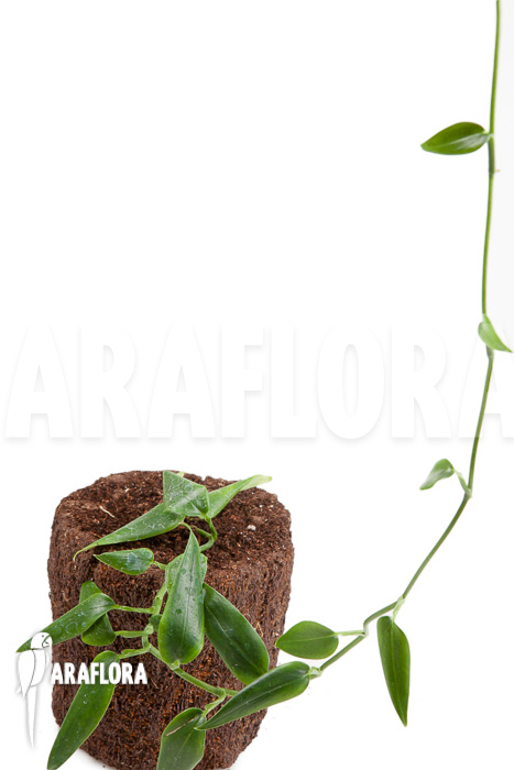 Anthurium species Mini