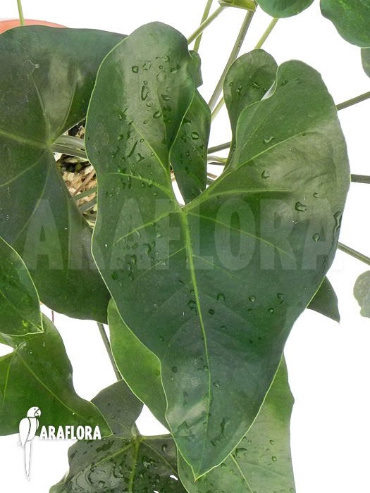 Anthurium species ‚Arrow‘