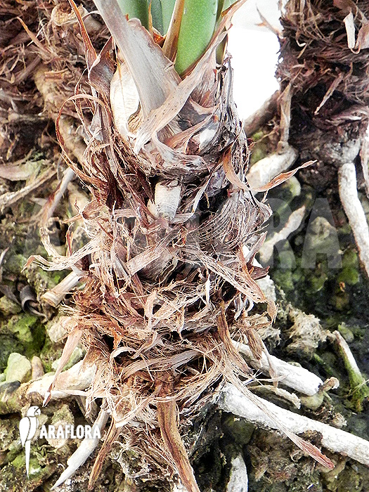 Anthurium species ‚Arrow‘